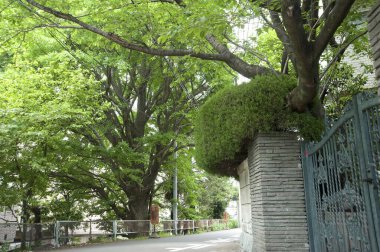 Bereketli yeşil ağaçlar sessiz sokak çitlerini gölgeliyor