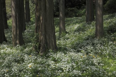 Ormanın güzel manzarası