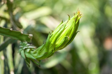 Yakın yeşil bitki doğa