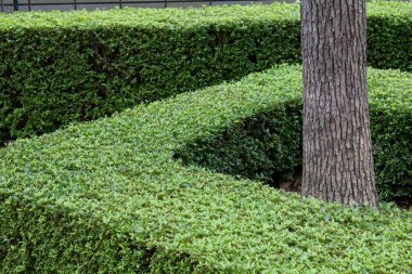 Gün ışığında huzurlu bir bahçede kesilmiş çitlerin karmaşık labirenti