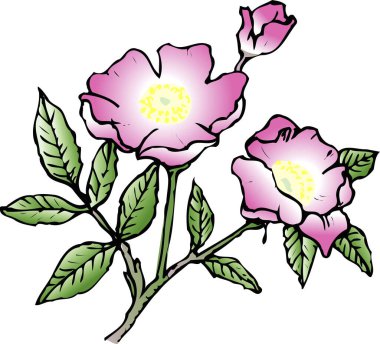 Beyaz arkaplanda yeşil yapraklı pembe çiçeklerin çizimi   