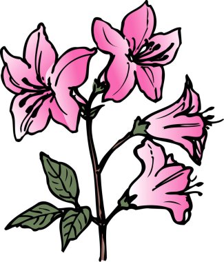 Beyaz arkaplanda pembe çiçeklerin çizimi 