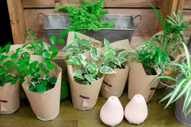 Saksıda yeşil bitkiler