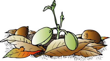 kuru yapraklar ve meşe palamutları, beyaz arkaplanda basit bir karikatür çizimi   