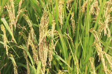 pirinç tarlasında pirinç 