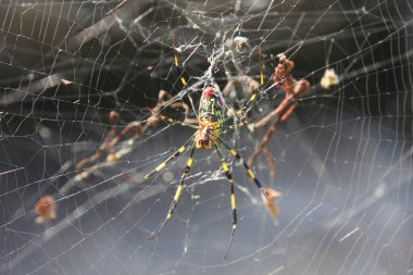 Intricate spider web with colorful spider captured in natural environment clipart