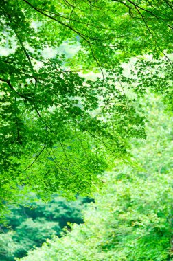 Ormanda yeşil yapraklar