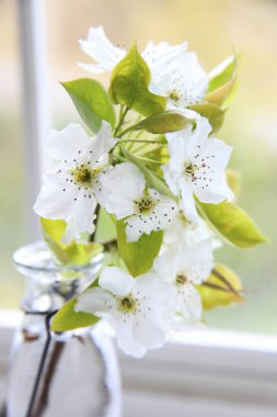 Vazoda beyaz kiraz çiçekleri