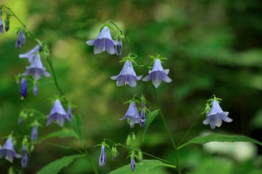 Yazın mavi çiçekler..
