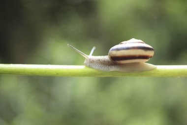 Doğada bir salyangozun kapanışı