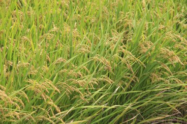 pirinç tarlasında pirinç 