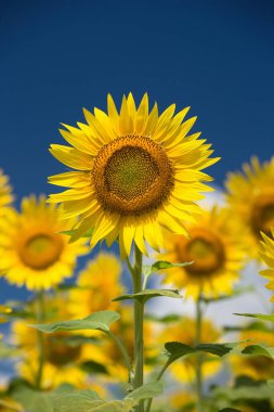 mavi gökyüzü arkaplanlı ayçiçeği tarlası