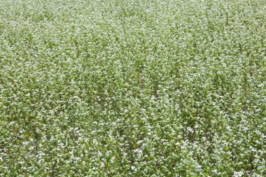 beyaz çiçek tarlası arka plan, doğa
