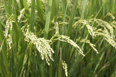 Pirinç tarlasında güpegündüz yeşil bitkiler 