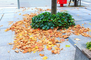 Asfalt zeminde düşen sonbahar yaprakları