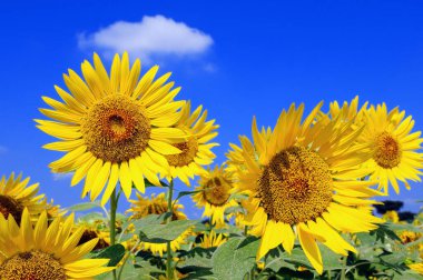 Bulutlu gökyüzüne karşı parlak sarı ayçiçekleri olan tarla 