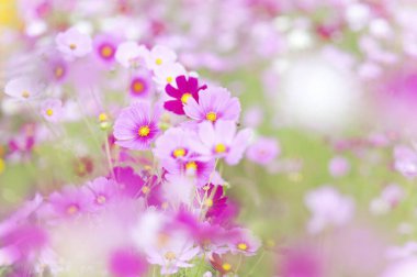 Bulanık arkaplanda renkli çiçekler 