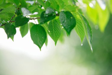 Bahar bahçesinde yağmur altında taze yeşil yapraklar