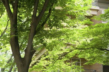 Şehirdeki yeşil ağaçların ve mimarinin güzel manzarası