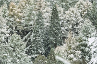 Ormanda karla kaplı ağaçlar