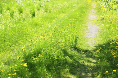 Baharda sarı çiçekli yeşil çayır                