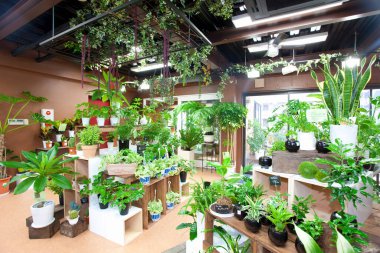 Bir çiçek evinin içi.