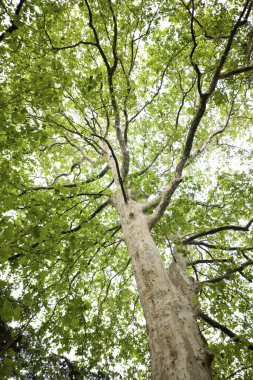 Ormanda güzel yeşil ağaçlar     