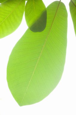 güzel yeşil yapraklar doğa arka planında                           