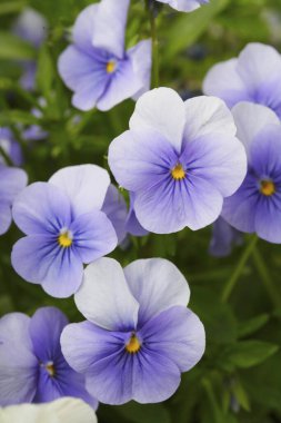 Bahçedeki mavi nonoş çiçeklerini kapat.