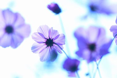 Çiçekli soyut çiçek arkaplanı