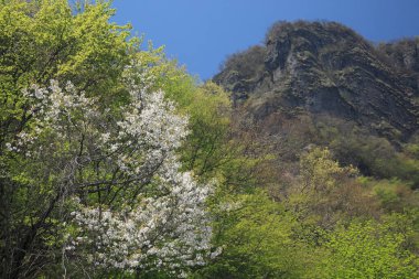 Doğanın güzel manzarası