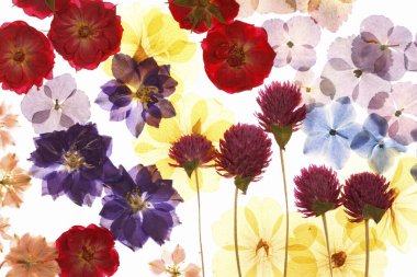 Güzel çiçekler, yakın görüş, doğa konsepti.