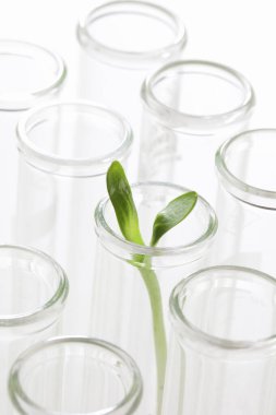 Beyaz arka planda taze yeşil bitki bulunan cam test tüpleri