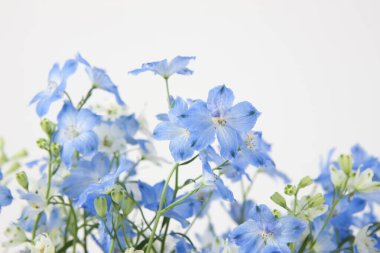 Güzel çiçekler, yakın görüş, doğa konsepti.