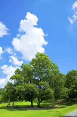 Yeşil ağaçlı güzel bir yaz manzarası