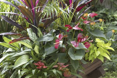 Güzel çiçekler, yakın görüş, doğa konsepti.