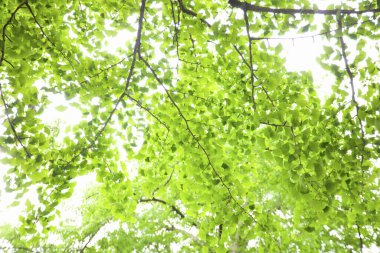 Ormanda güzel yeşil ağaçlar     