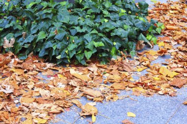 Şehirdeki asfalt zeminde sonbahar yaprakları