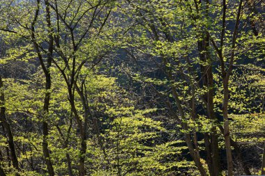 Ormanda yeşil ağaçlar