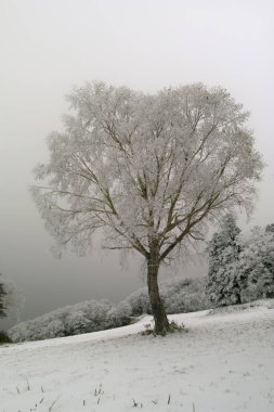 Ormanda karla kaplı ağaçlar