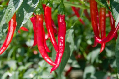 Bahçede kırmızı biber