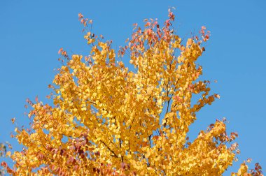 Sonbahar yaprakları, sonbahar bitkileri