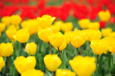 Parktaki güzel laleler tarlası