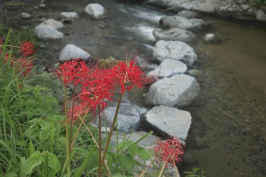 Parktaki küçük nehir.
