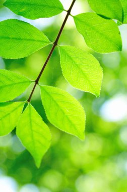 Taze yeşil yaprakların yakın plan görüntüsü doğal arka plan    