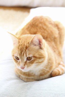 Kedi kanepede yatıyor.