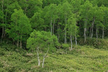 Dağları ve yeşil ormanları olan güzel bir manzara.