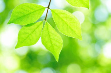 Taze yeşil yaprakların yakın plan görüntüsü doğal arka plan    