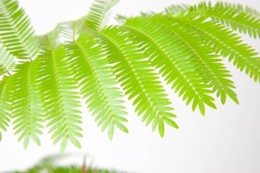 Beyaz arkaplanda yeşil yapraklar izole edildi, kapat