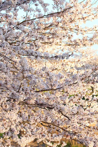 Piękne Kwitnące Drzewo Zbliżenie Kwiatów Gałęziach — Zdjęcie stockowe